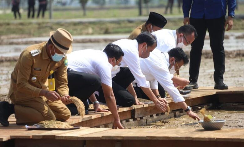 Jokowi Apresiasi Lompatan Kerja Kementan Dalam Produksi Benih Unggul Padi
